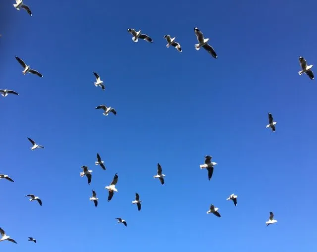 Flock of Seagulls featured image