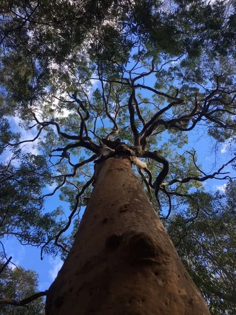 Soaring Skywards featured image